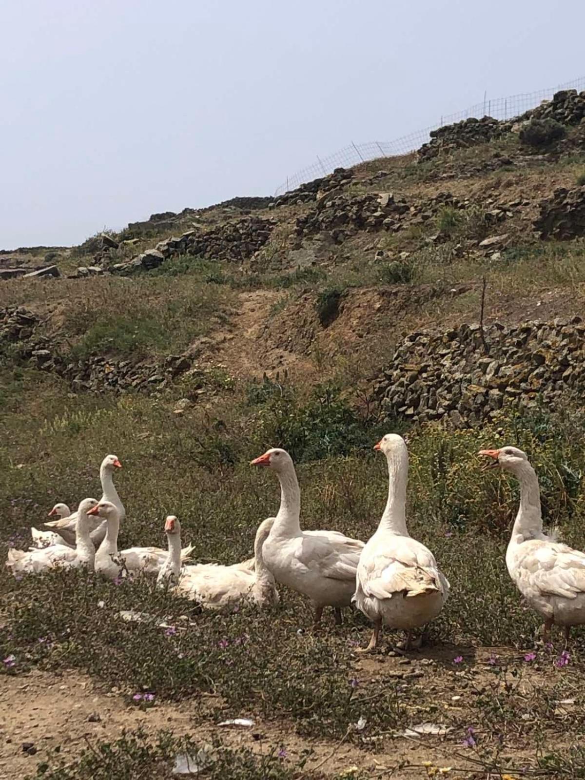 Afrodite Hotel Tinos Luaran gambar